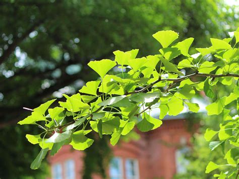 銀杏木分株|イチョウギの育て方